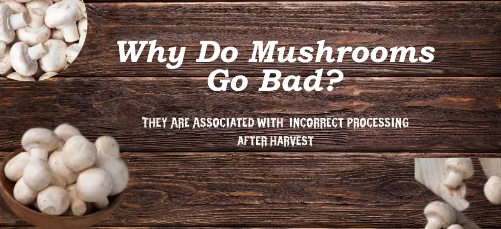 do mushrooms go bad