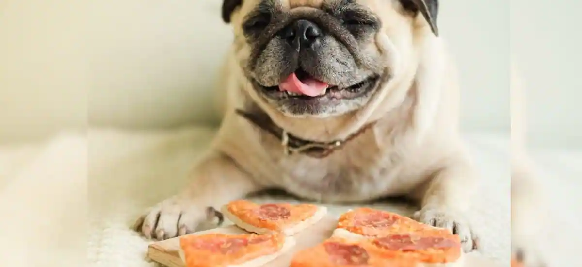 Can-Dogs-Eat-Pizza Crust